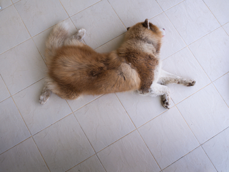 Movement of Siberian Husky Lying on The Tileの写真素材