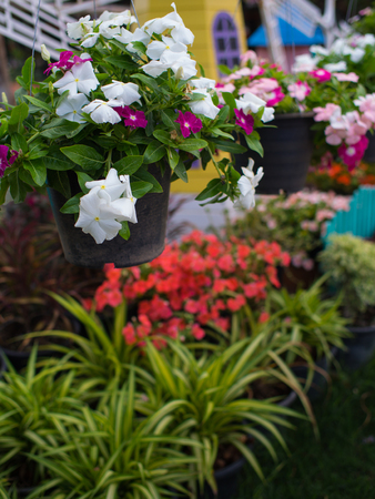 White Vinca Flowers Hanging in The Gardenの写真素材