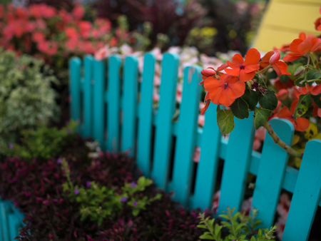 Orange Petunia Flowers Hanging Behind Green Fenceの写真素材