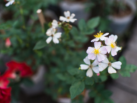 Yellow Pollen of White Flower Blooming in The Gardenの写真素材