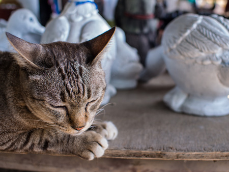 Tabby Cat Lying with Animal Dollsの写真素材