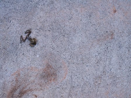 The Frog Died on The Streetの写真素材