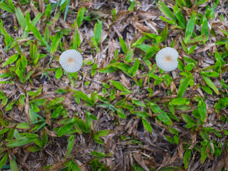 Two Mushrooms on a Lawn in Summerの写真素材