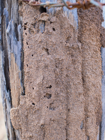 Termite Nesting in The  Wooden Pole