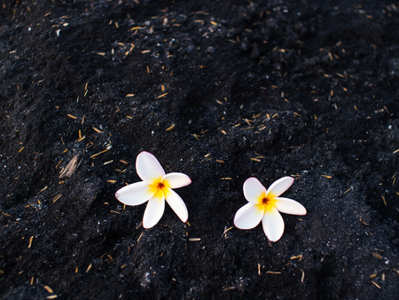 Two Frangipani Flowers on a Black Huskの写真素材