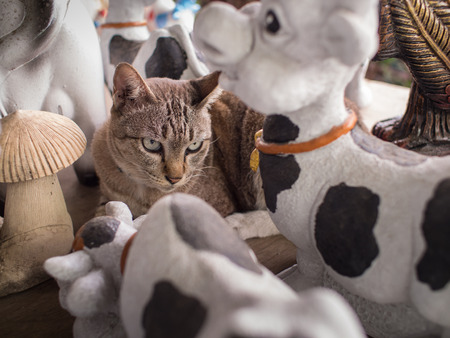 Brown Cat Mixed with Animal Dollsの写真素材