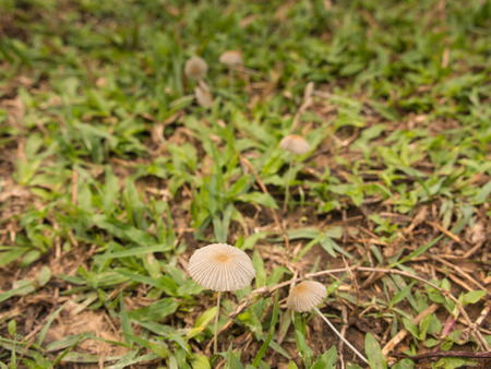 The Mushroom on a Grassの写真素材
