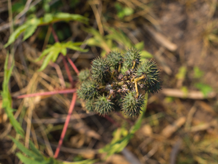 Unwanted Flora Fruit on The Groundの写真素材