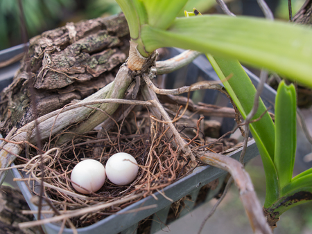 Eggs Dove Nest in a Nest That is an Orchid Potの写真素材