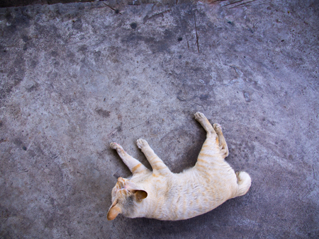Stray Cat Yellow White Striped Head Notch Lying on Cement Floorの写真素材