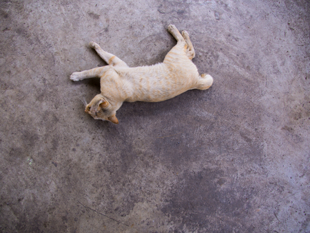 Yellow White Cat Striped Head Notch Lying on Cement Floorの写真素材