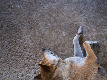 Brown Dog Lying on The Cement Floorの写真素材
