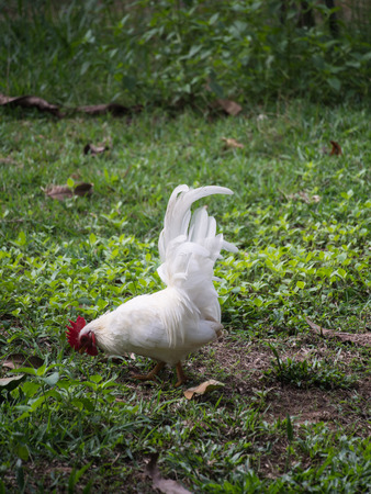 Japanese Chicken Find a Food in Pastureの写真素材