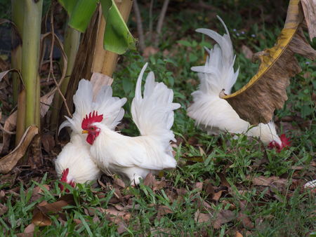 Japanese Chicken Walking to  Find a Food in Pastureの写真素材