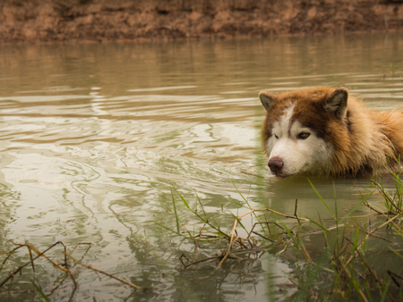 Siberian Husky Dog Swimming in The Middle of The Poolの写真素材