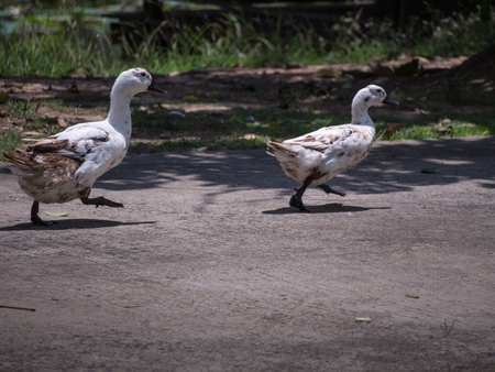 Ducks Walking Fast in a Rowの写真素材