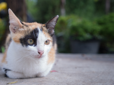 Multi-Colored Kitten crouching on The Cement Floorの写真素材