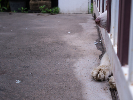 Nose and Legs of Siberian Husky Outside The Front Steel Doorの写真素材