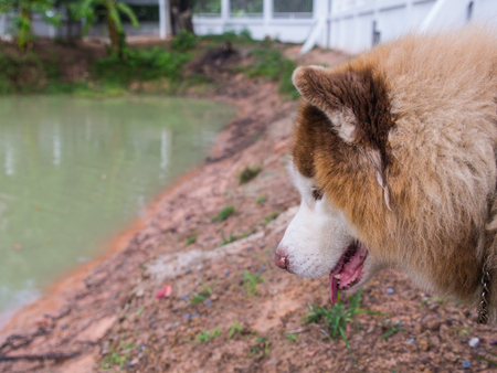 The Siberian Husky Stands on The Bank of The Pond , Closeupの写真素材