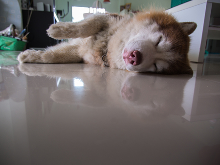 The Siberian Husky Sleeps Like a Gesture to Run in Homeの写真素材