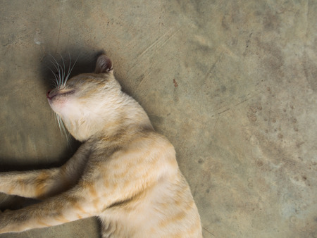 Stray Cat Yellow White Striped Head Notch Relaxingの写真素材