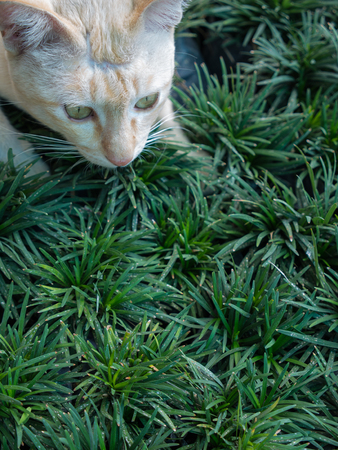 Yellow Cat Watching The Victim in The Lawnの写真素材