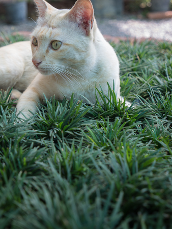 Stray Cat Yellow White Striped Head Notch Standingの写真素材