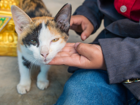Three Colored Cat on The Palm of The Boyの写真素材
