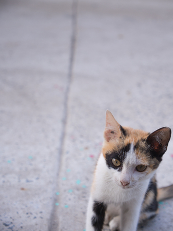 Three Colored Cat Stands Innocent on The Streetの写真素材