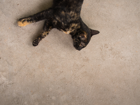 Black Mixed Cat Lying on The Cement Floor,On Top of The Pictureの写真素材