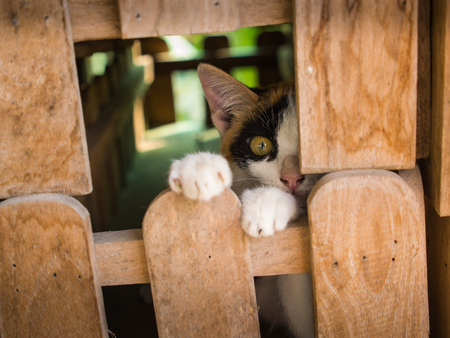 Three Colored Kitten Playing in The Wooden Boxの写真素材