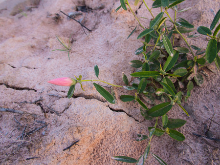 Pink Unwanted Flora Flower Blooming in The Groundの写真素材