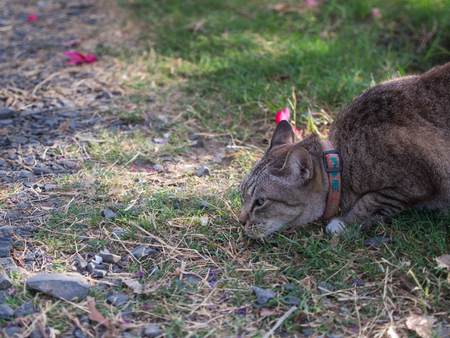 Tabby Cat Crouching on The Groundの写真素材
