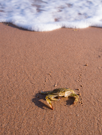 Crab on The Sand in The Beach Behind The White Foam Bubbleの写真素材