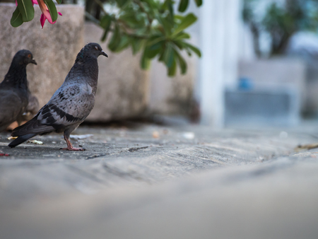 Pegeons Standing on The Roadの写真素材