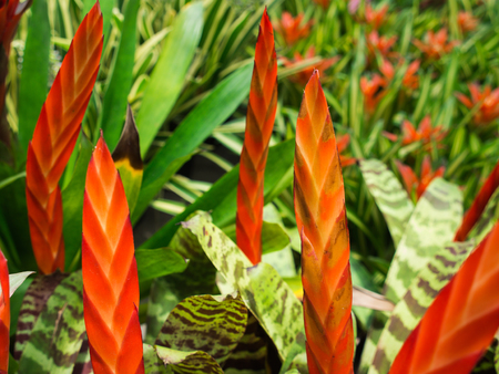 Red and Orange Bromeliad Flowers Blooming in The Farm
