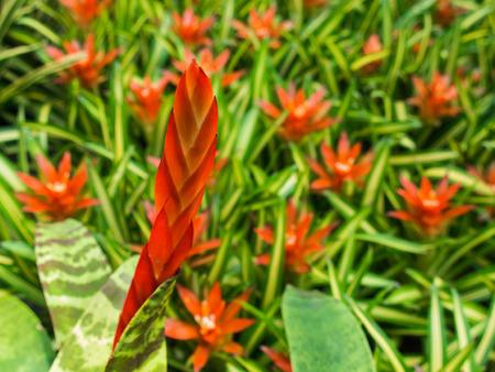 Red and Orange Bromeliad Flowers Blooming in The Farmの写真素材