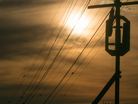 Many Birds are on The Wiring  ahead of The sun Shiningの写真素材