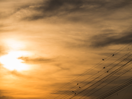 Sparrows Stand on an Oblique Wire Behind The Sunの写真素材