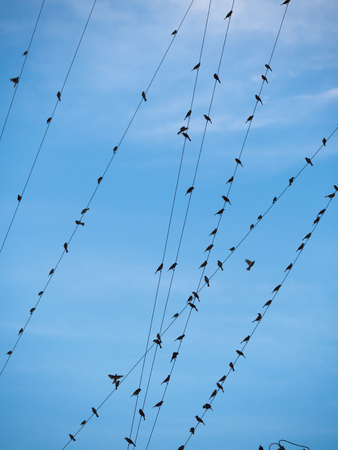 Birds on The Cable in The Blue Skyの写真素材