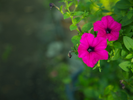 Pink Petunia Flowers Hanging in The Gardenの写真素材