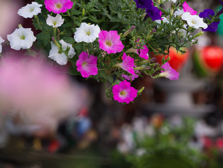 White  Pink and Dark Blue Petunia Flowers Hanging in The Gardenの写真素材