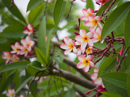 White Pink Yellow Plumeria Blooming in  The Treeの写真素材