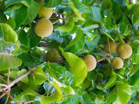 The Santol Fruit is Ripe on The Tree
