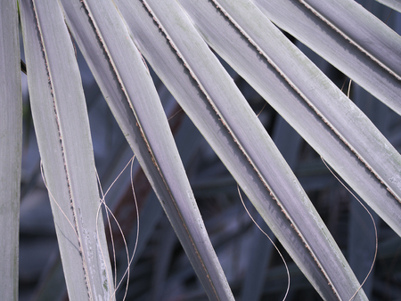 Texture of The Bismarck Palm Leafの写真素材