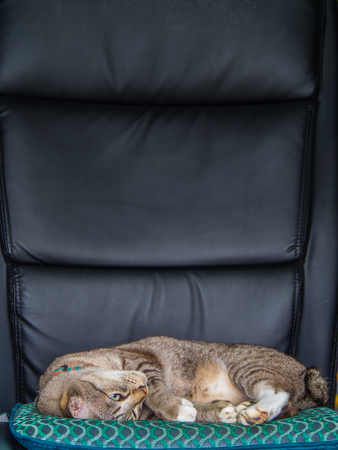 Tabby Cat Sleeping Lazy on a Office Chairの写真素材