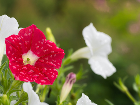Rain Drops on The Red Petunia Flower Hanging in The Gardenの写真素材