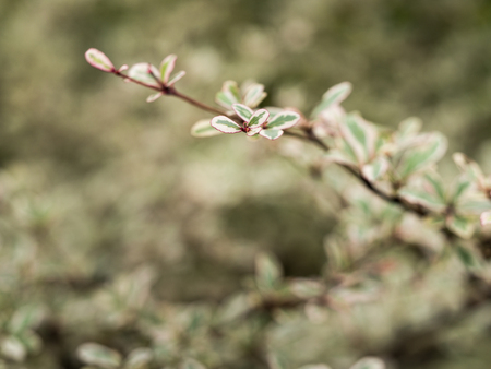 Blur of White Green Little Leaves in The Parkの写真素材