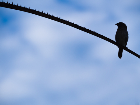 The Ricebird Perched on The Prickly Branchの写真素材