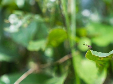 Adventure of The Small Insect Stand Gracefully on Green Leaf in The Jungle